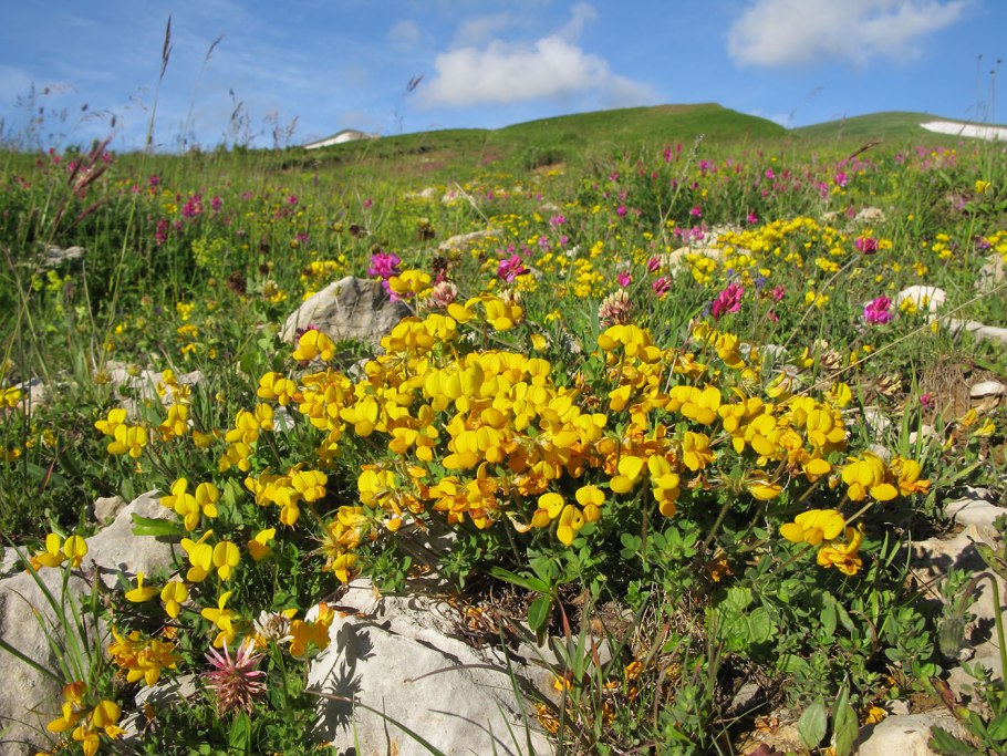 Лютик Елены кавказский заповедник