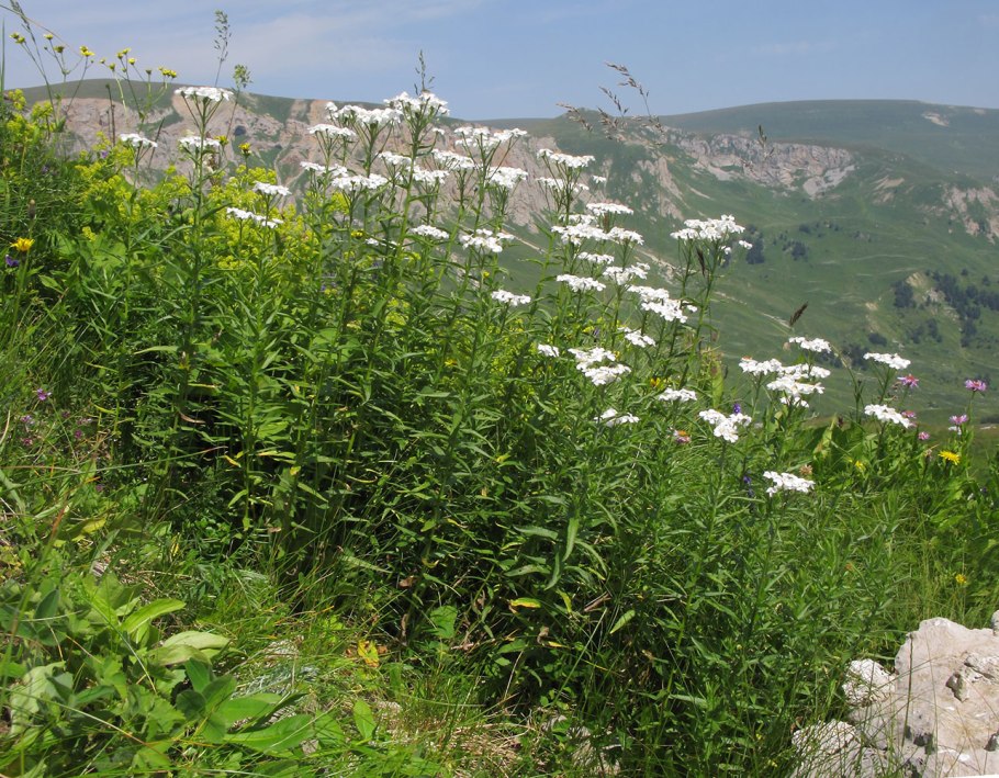 Achillea biserrata