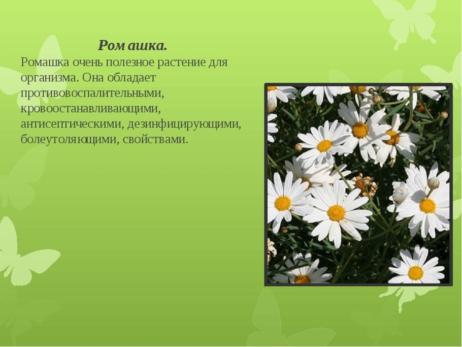 Ромашка лекарственное растение