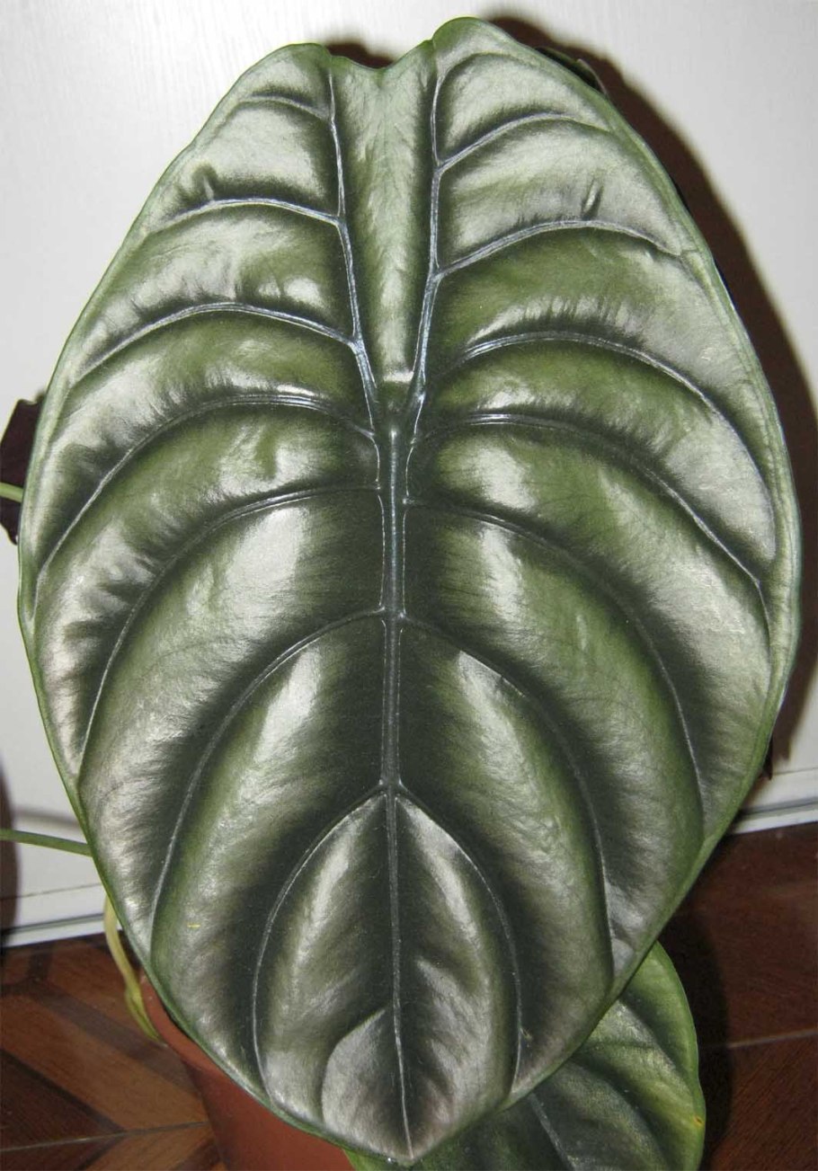 Alocasia cuprea “Red Secret”