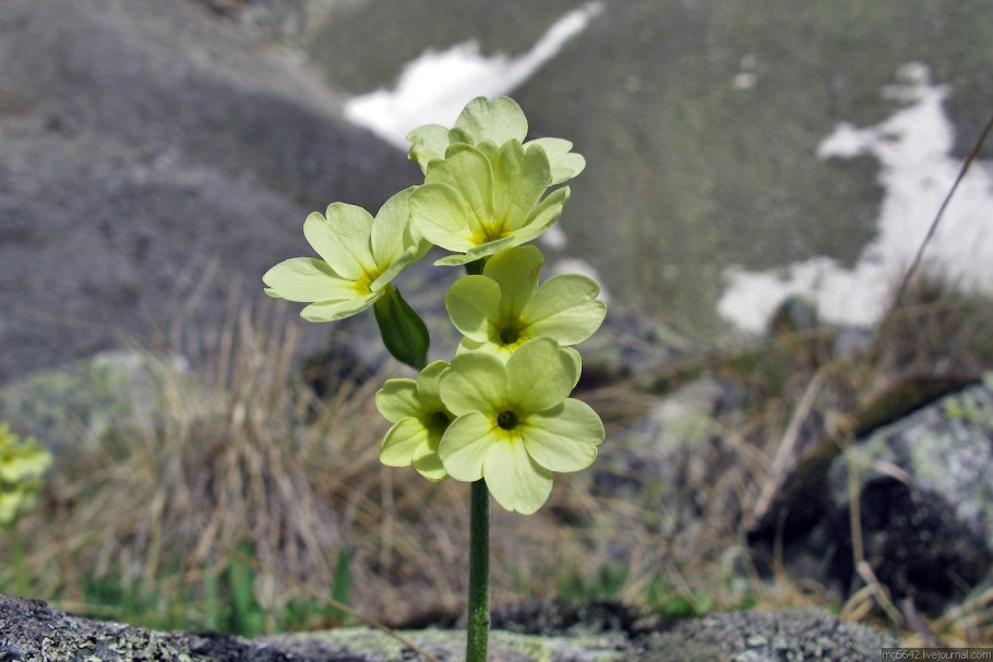 Чемерица Адыгея