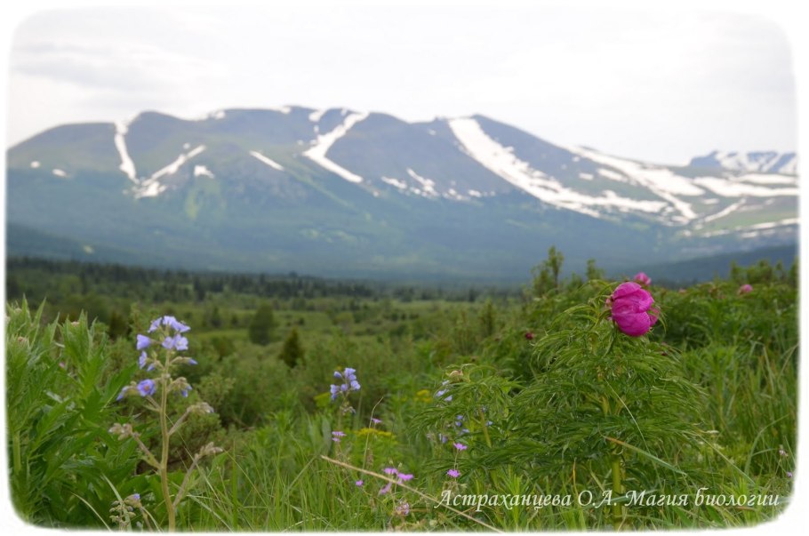 Цветы Алтая Барнаул