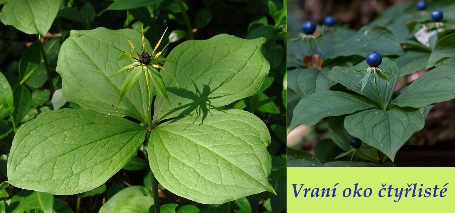 Вех ядовитый Cicuta virosa l.