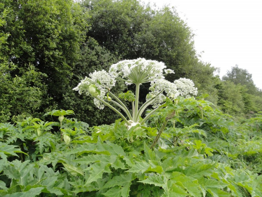 Рододендрон Адамса