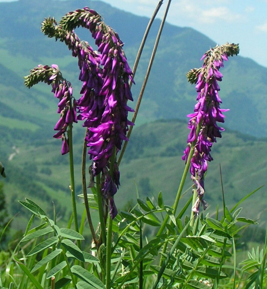 Копеечник чайный красный корень