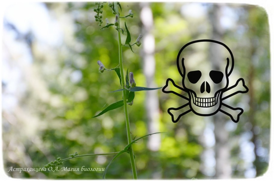 Рододендрон багульник Байкал