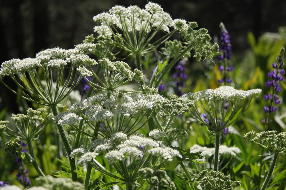Heracleum persicum