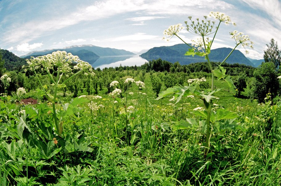 Борщевик дягиль Дудник