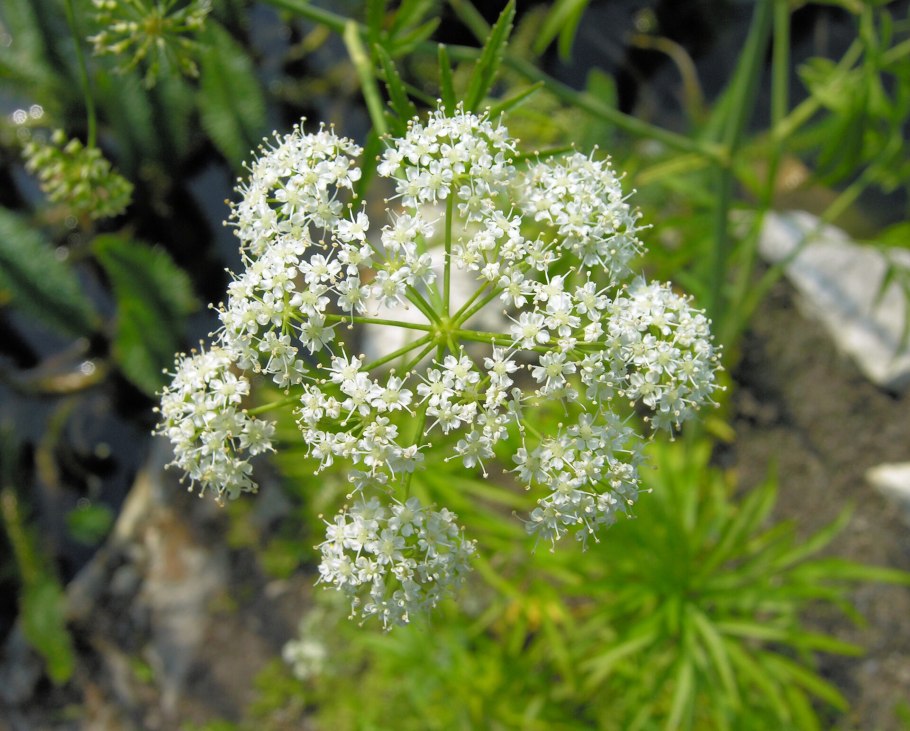 Борщевик ядовитое растение доклад