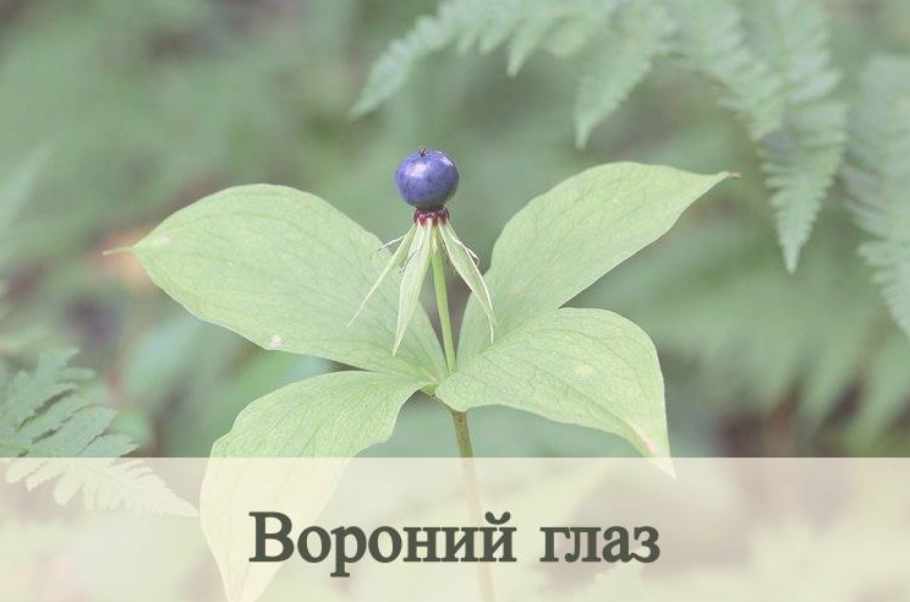 Можжевельник казацкий Шишкоягоды