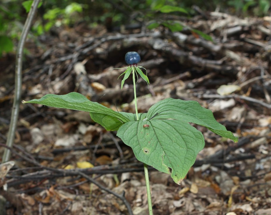 Белладонна соцветие