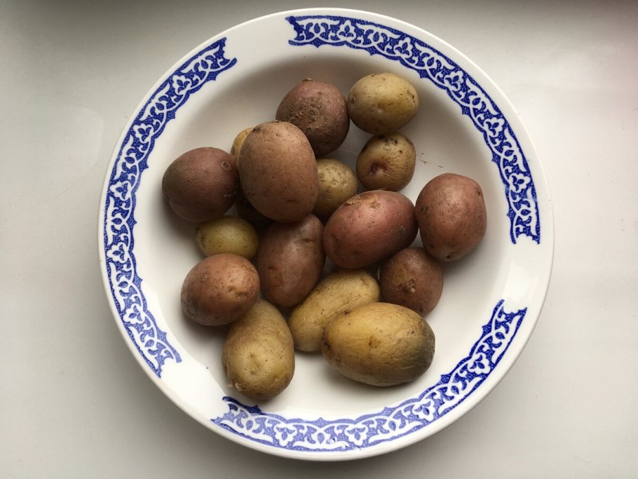 Сорт картофеля Бернина