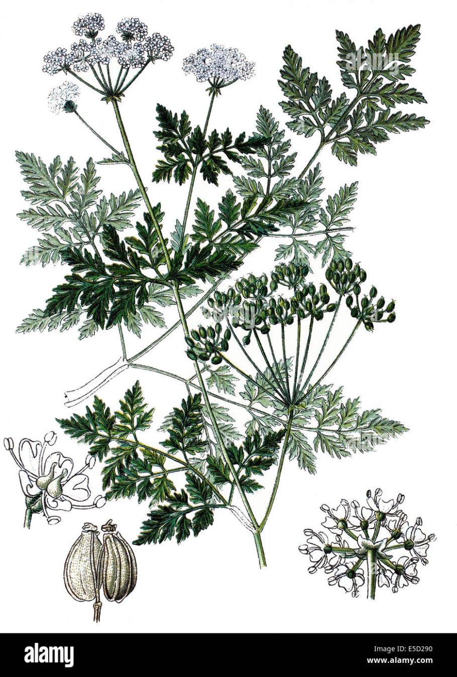 Болиголов пятнистый корень