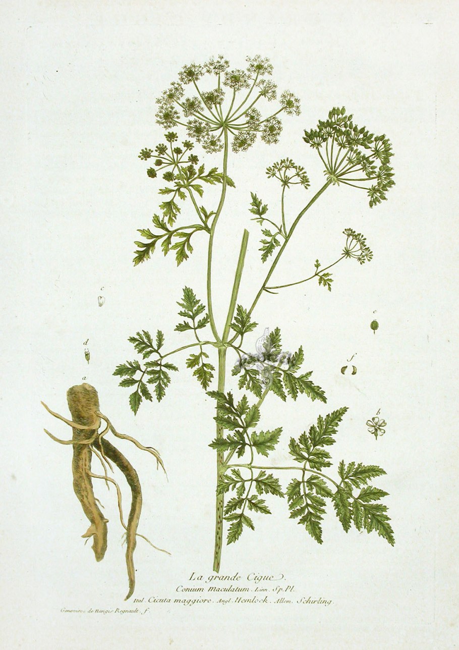 Болиголов пятнистый ботаника