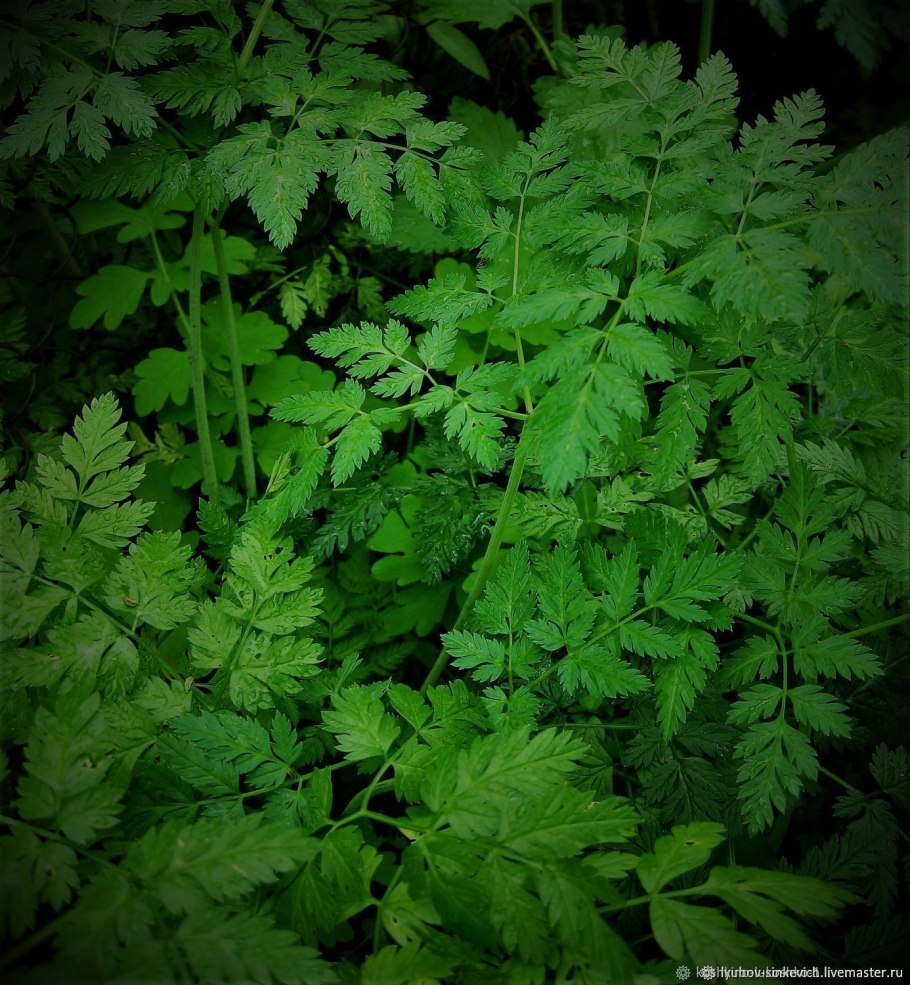 Болиголов пятнистый цикута