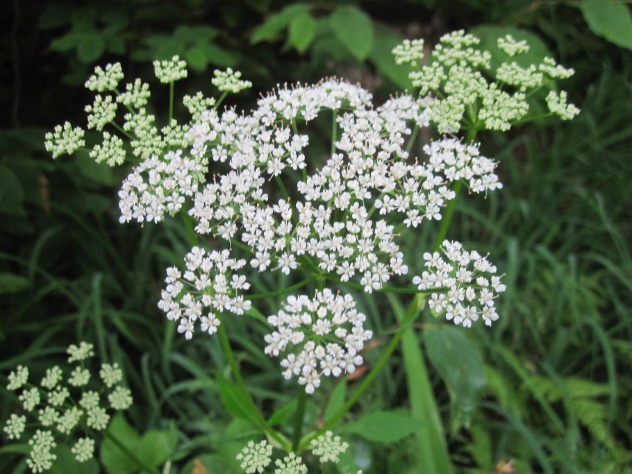 Болиголов пятнистый настойка