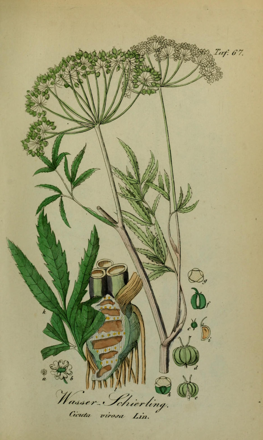 Болиголов Ботаническая иллюстрация