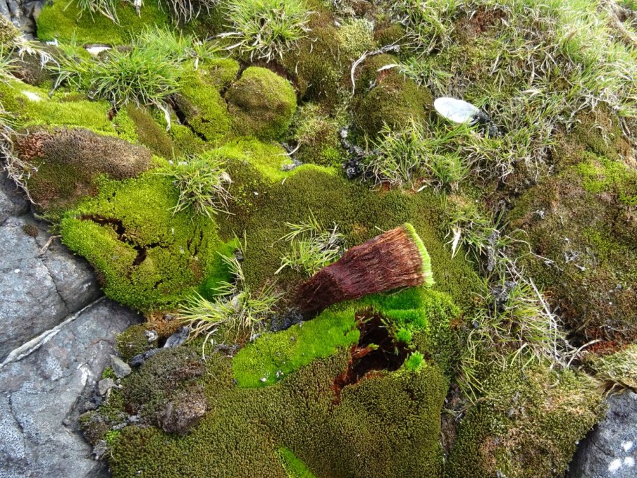 Эдафофильные водоросли