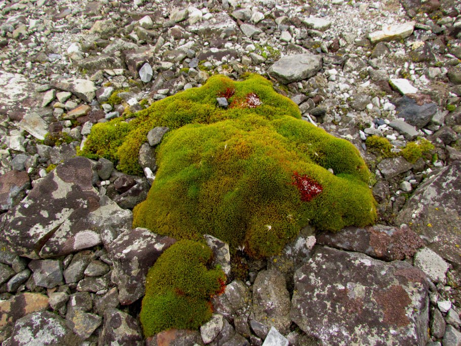 Флора Антарктики