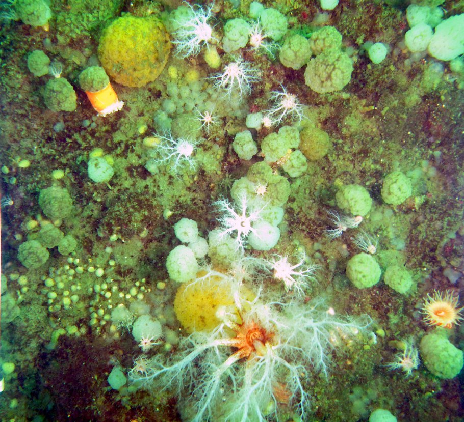 Grimmia Antarctici