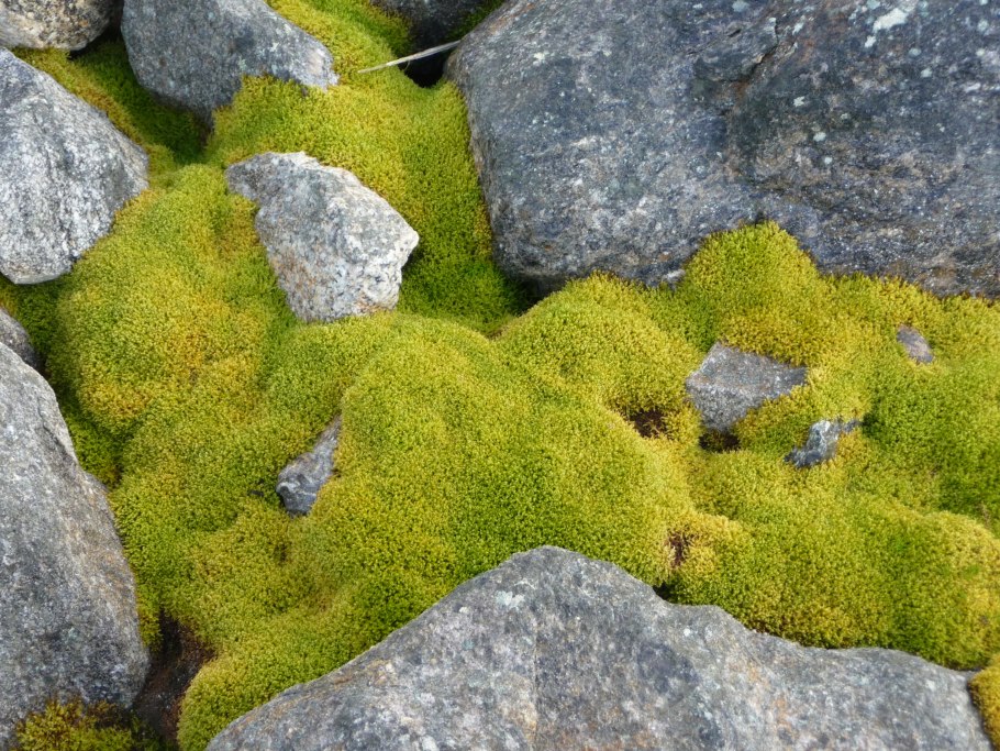 Heterodermia speciosa