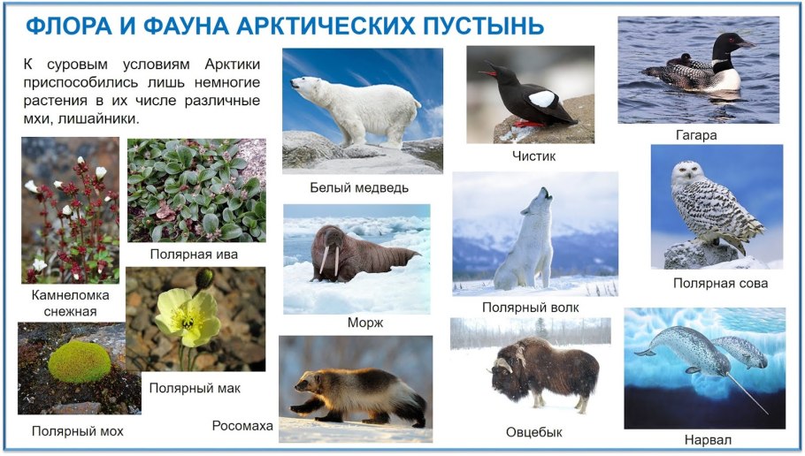 Мхи и лишайники арктических пустынь