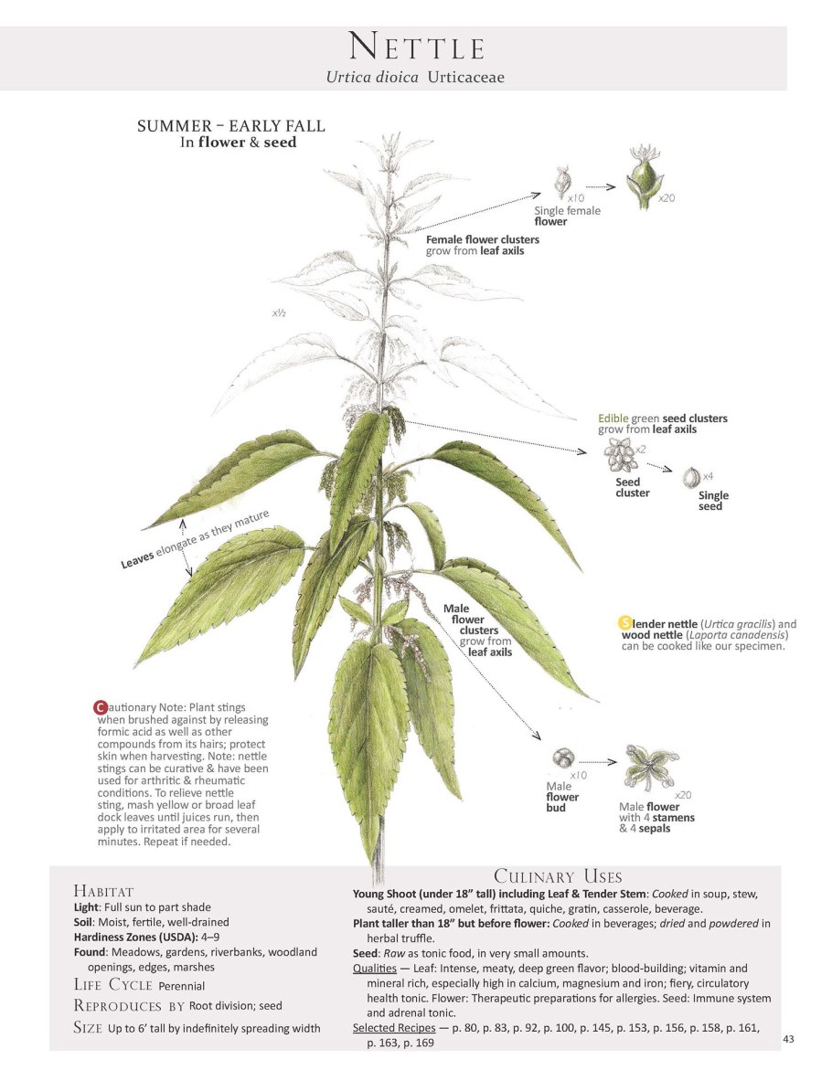 Крапива гладью