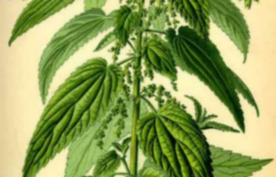 Глухая крапива