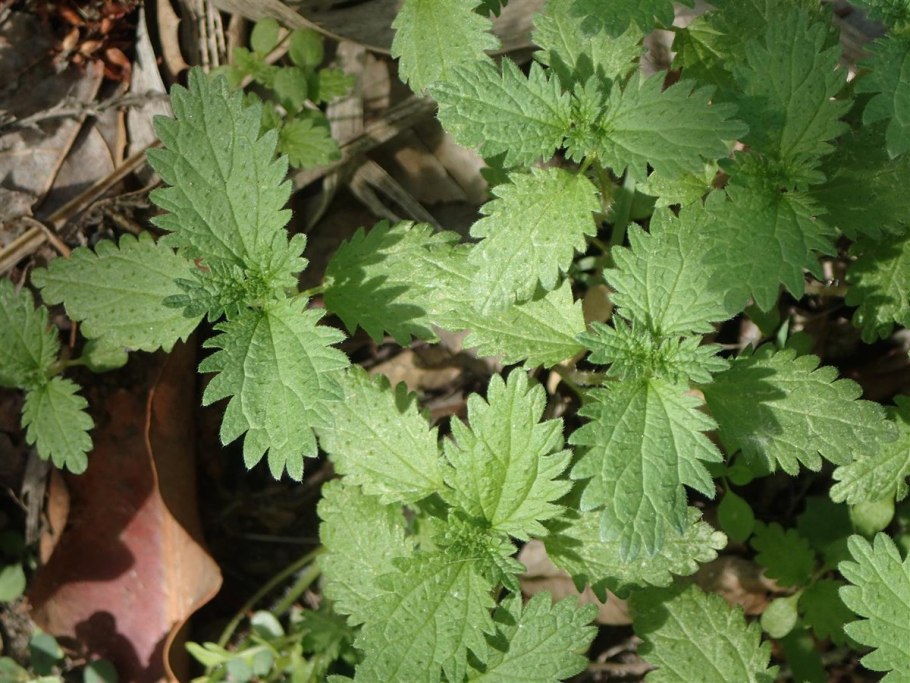 Строение крапивы схема