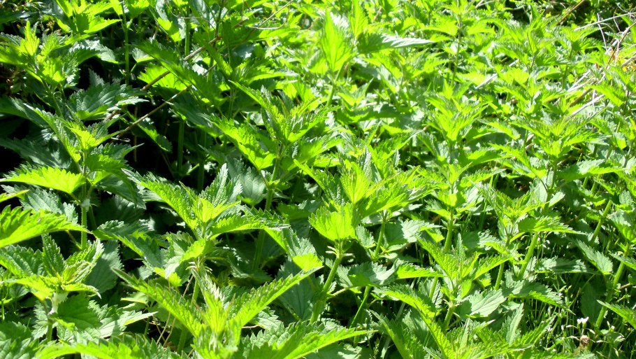 Крапива двудомная плантация