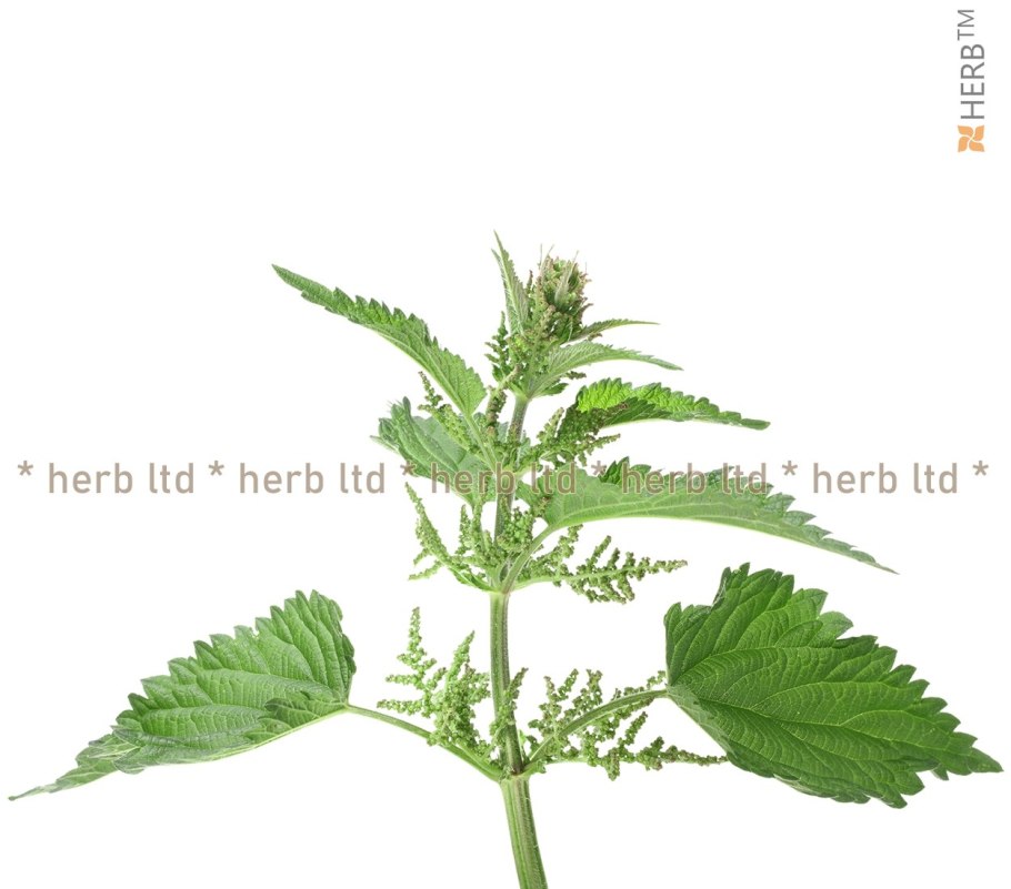 Крапива маленькая на прозрачном фоне