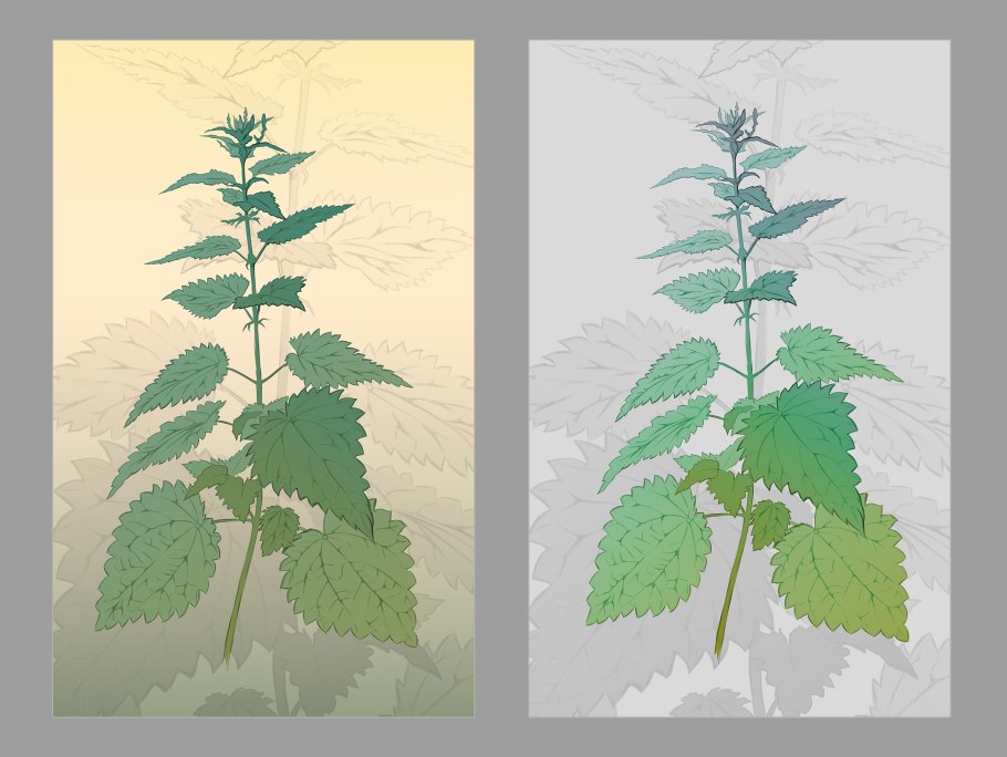 Крапива двудомная препараты