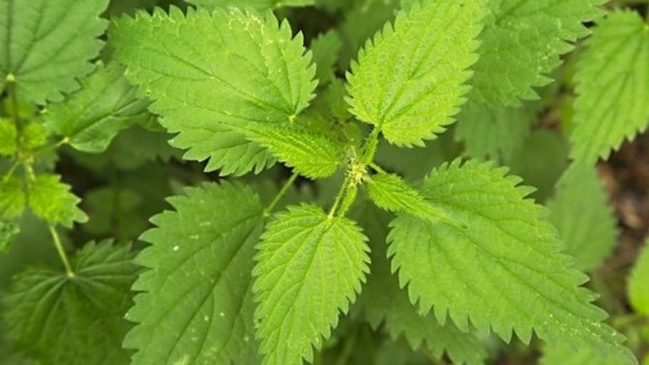 Дети против крапивы