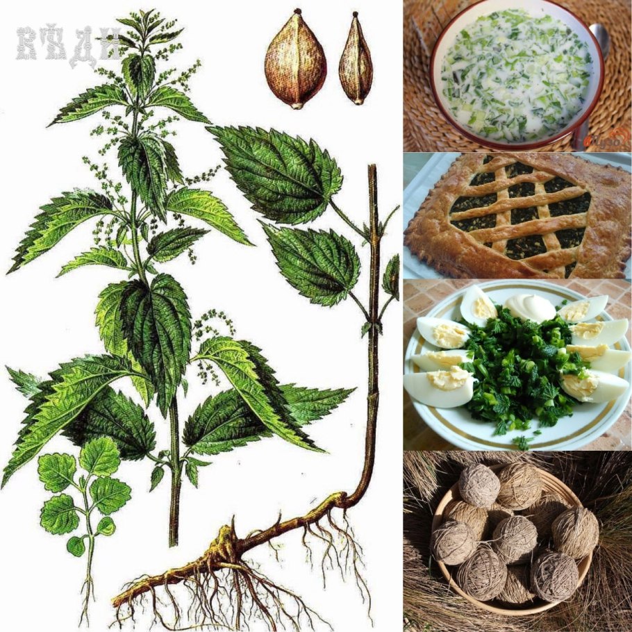 Крапива трава (1 кг)