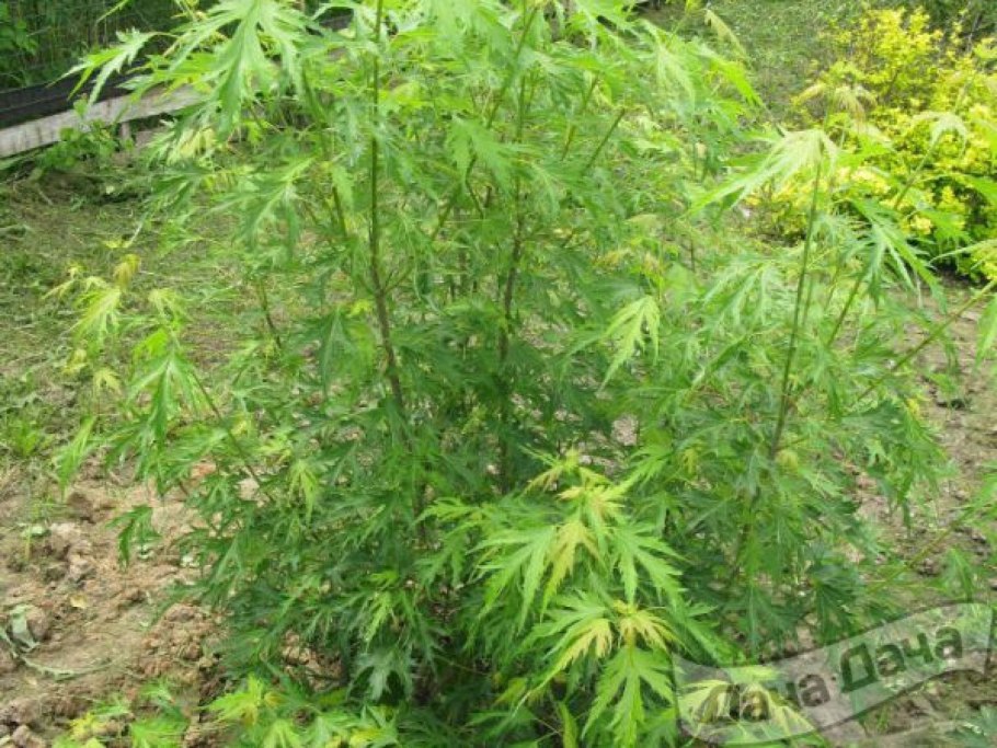 Клен Гиннала Мультиштамб