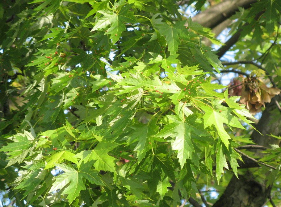 Ольха с резными листьями