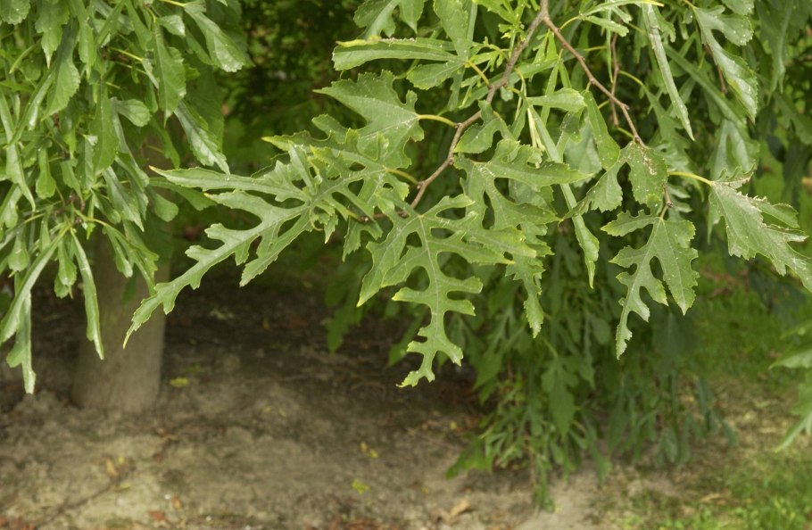 Ольха черная мягколиственная порода