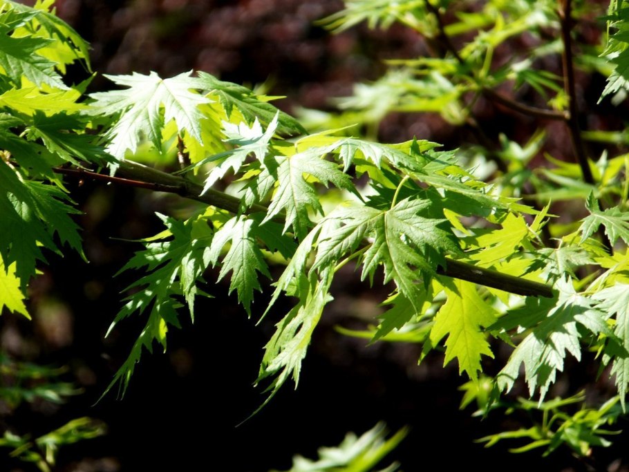 Ольха серая Лациниата