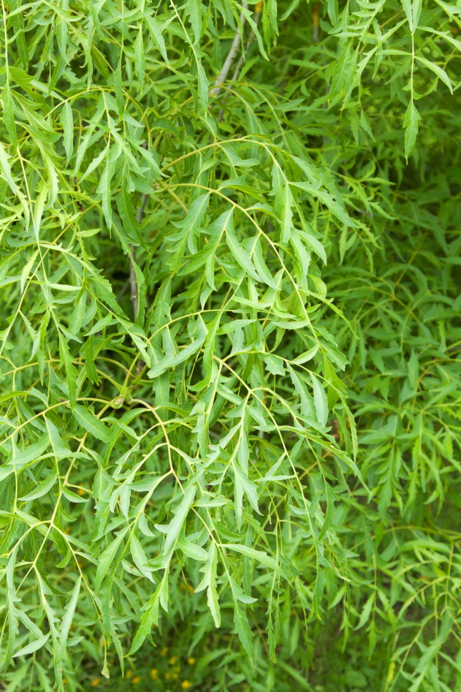 Ольха серая Лациниата дерево