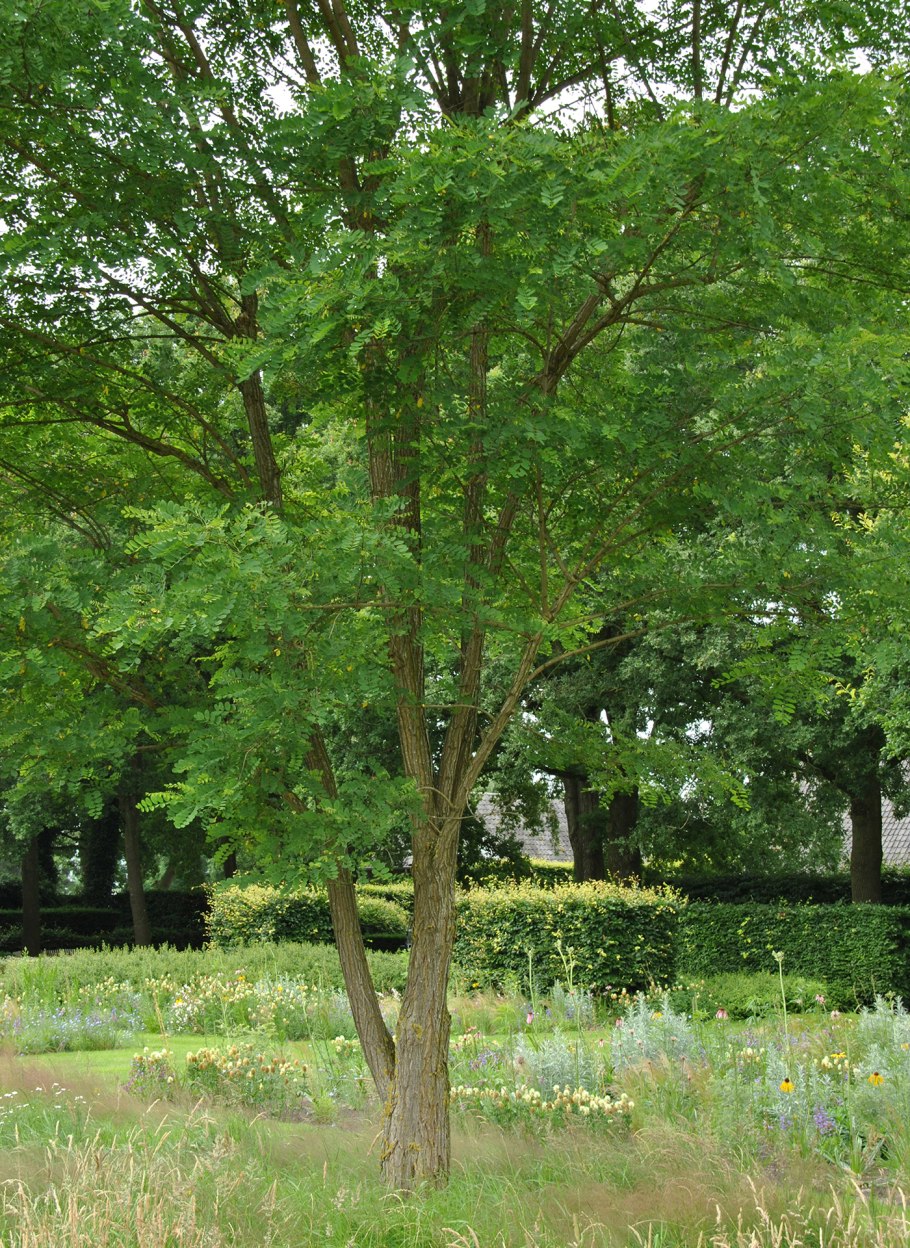 Клен серебристый Лациниатум Виери