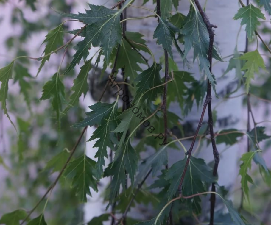 Ольха серая Aurea