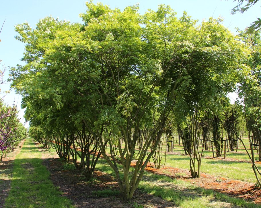 Ольха черная (Alnus glutinosa)