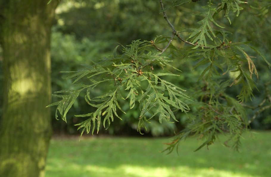 Alnus incana 'pendula'