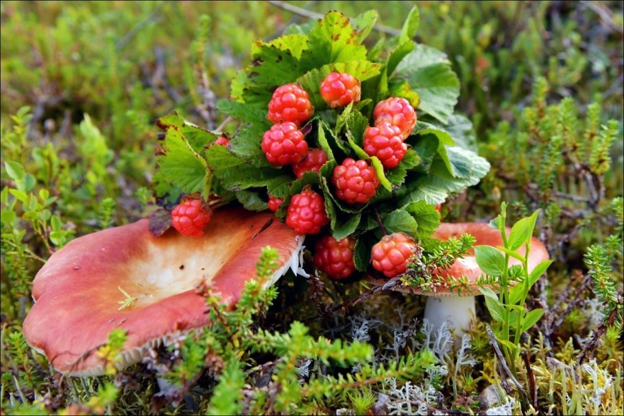 Растения тундры Морошка