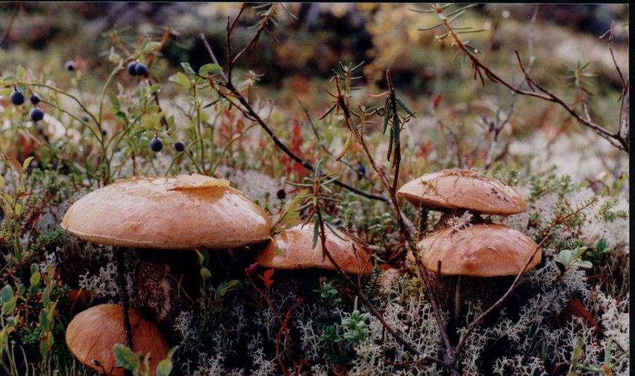 Съедобные грибы Кольского полуострова