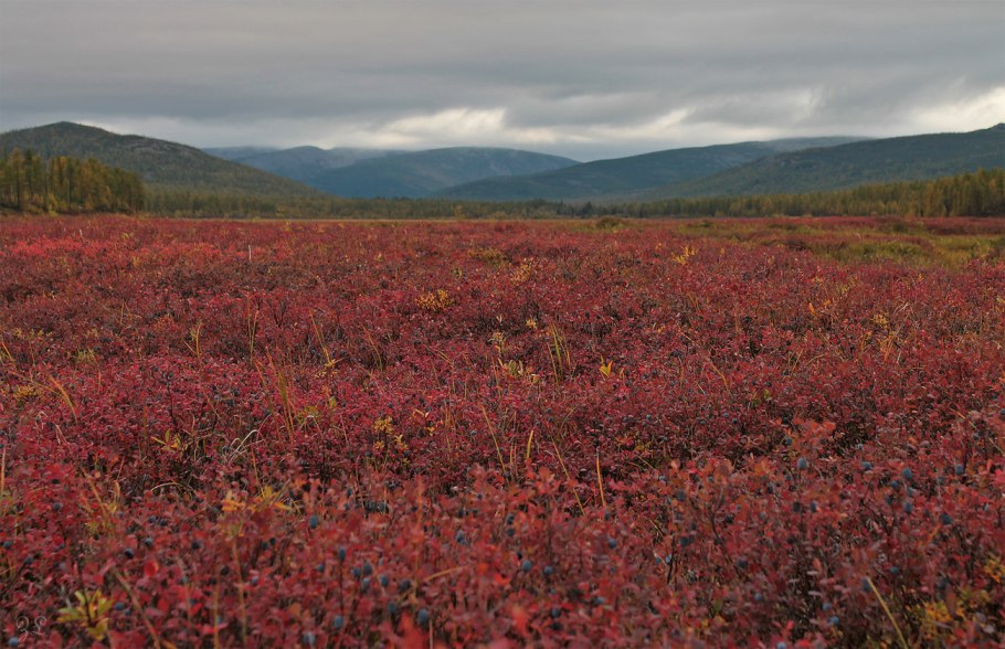 Поля морошки в тундре