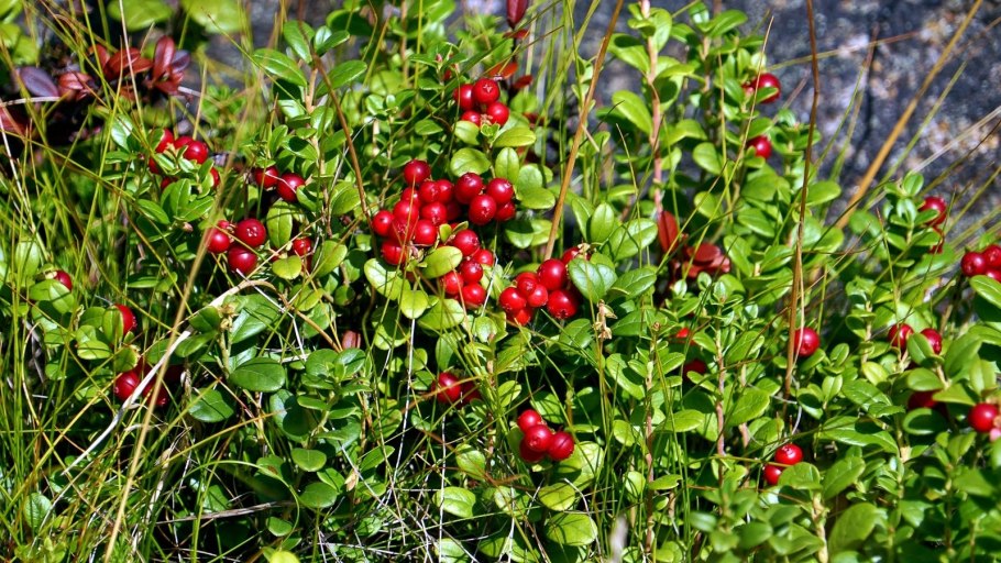 Брусника Мурманск ягода