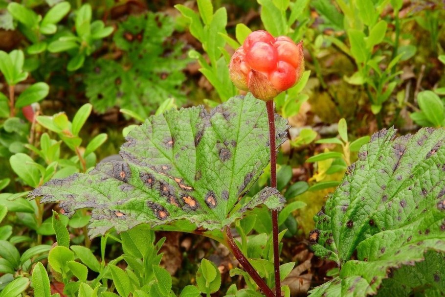 Морошка ягода