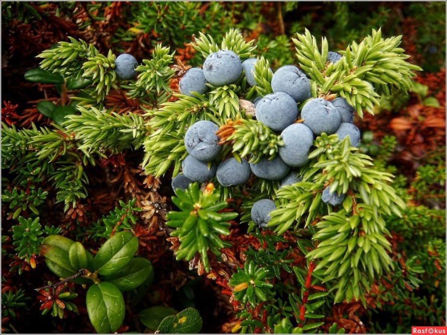 Ягоды Заполярья