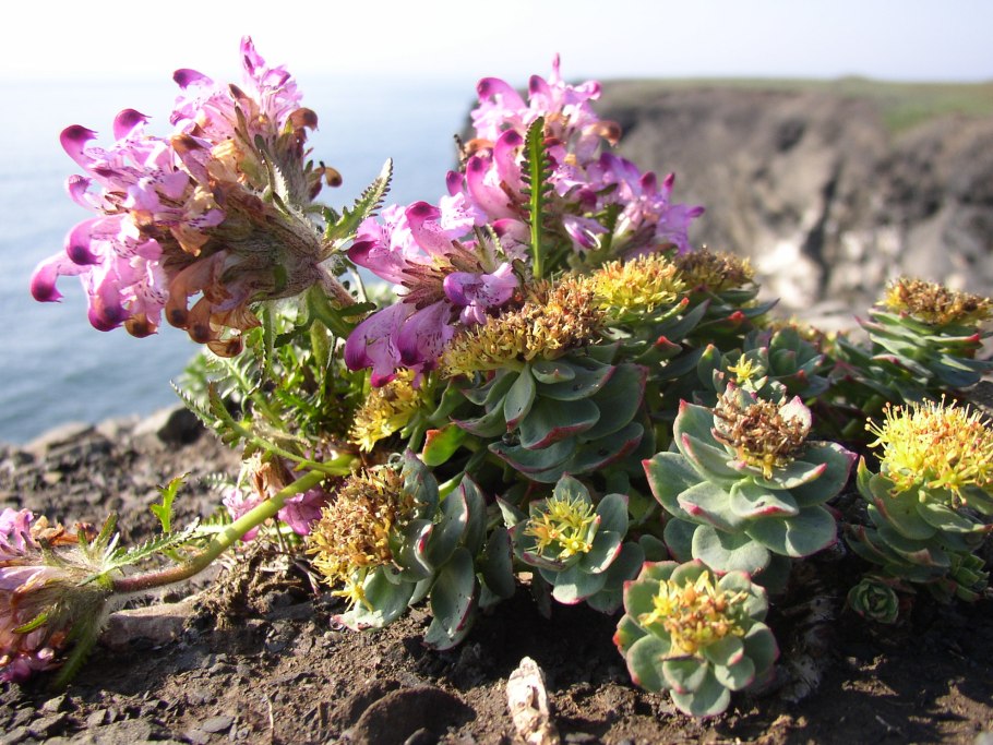 Растительный мир острова новая земля